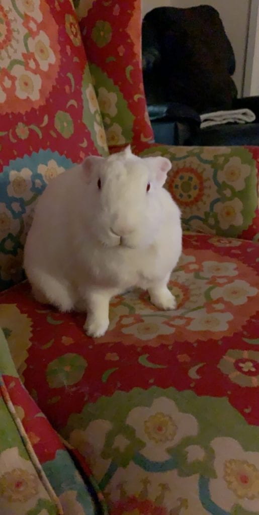 A white guinea pig with red eyes sits on a floral chair, looking at the camera