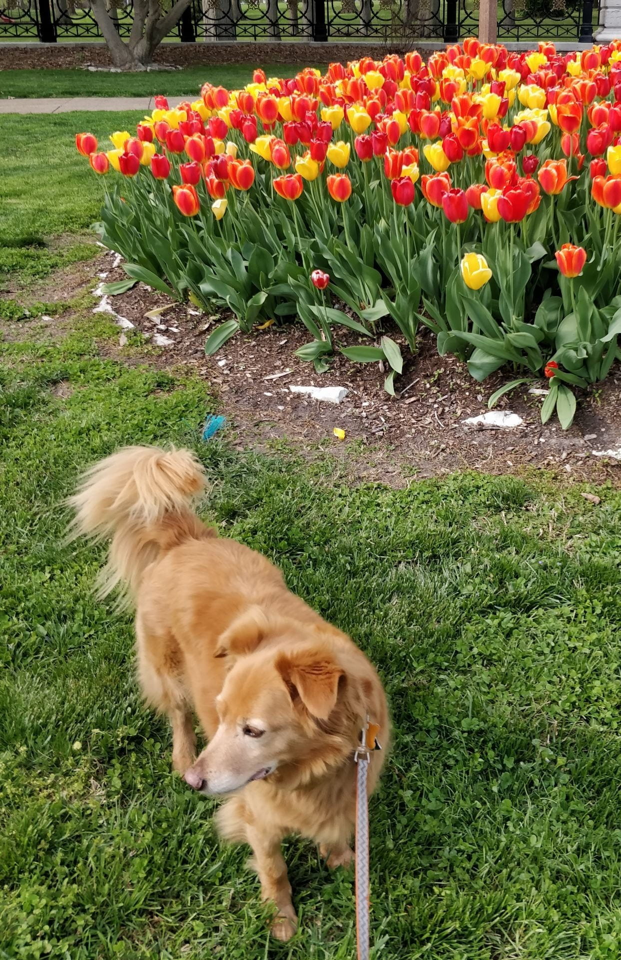 A gold/tan dog stands next to a field of red and yellow tulips, looking away from the camera