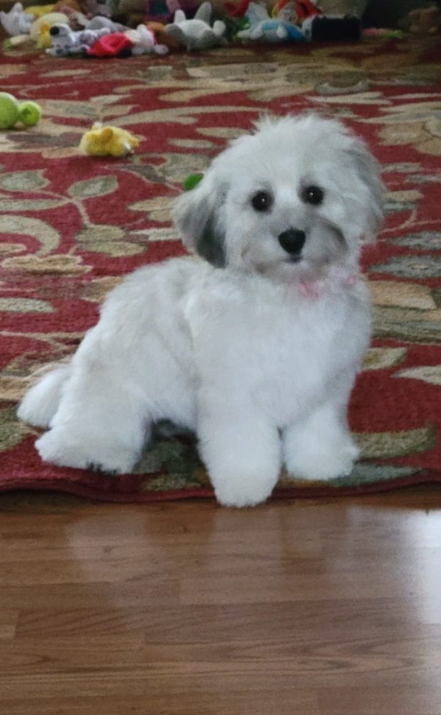 A small fluffy white dog sits on a red patterned rug and looks at the camera