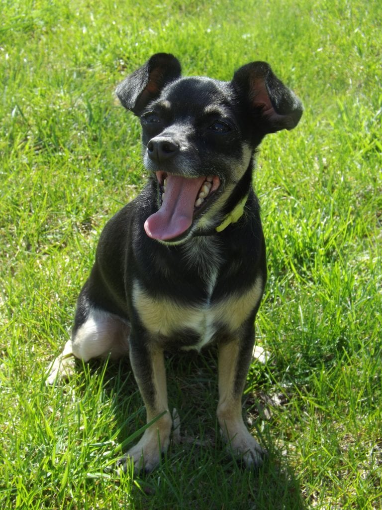 A small black and tan dog stands in a field of green grass, yawning
