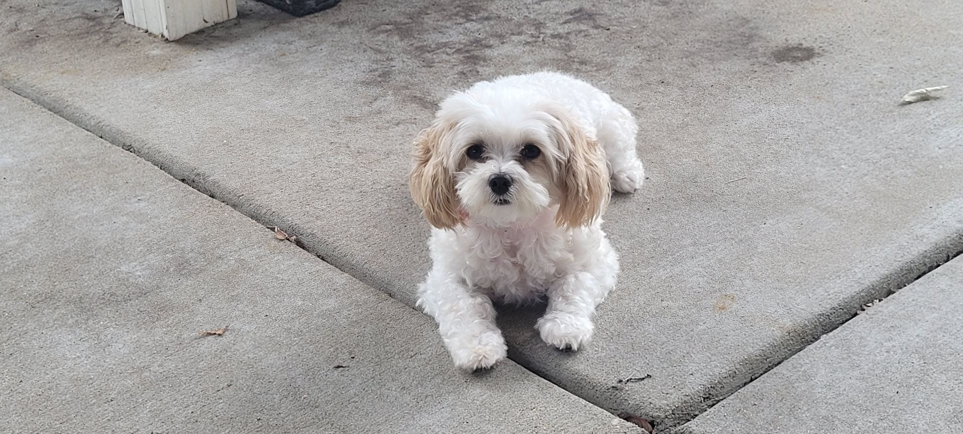 A small fluffy white dog with tan/beige ears lies on the pavement and looks at the camera