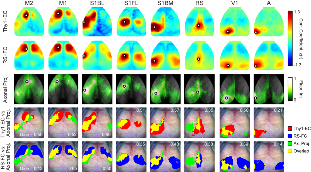 Optogenetic Mapping of Brain Circuitry