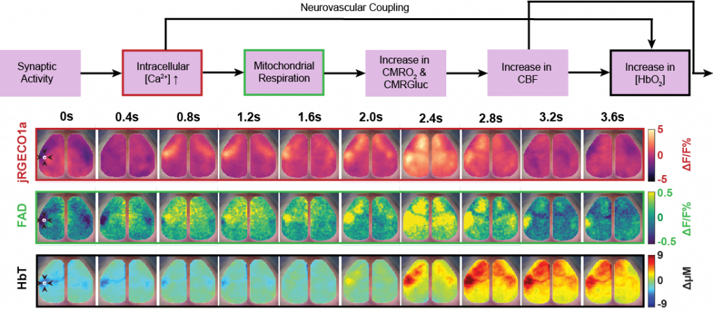 Wide Field Optical Imaging of Brain Activity