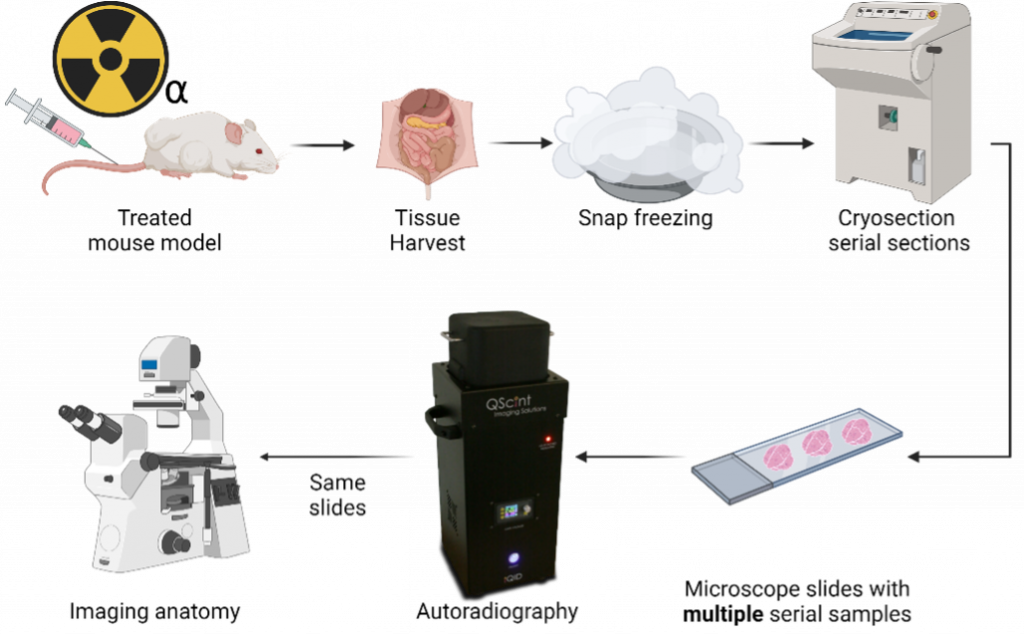 A figure shows arrows pointing from "Treated mouse model" to "Tissue harvest" to "Snap freezing" to "Cryosection serial sections" to "Microscope slides with multiple serial samples" to "Autoradiography" to "Imaging anatomy." On the arrow from "Autoradiography" to "Imaging anatomy," it says "Same slides"